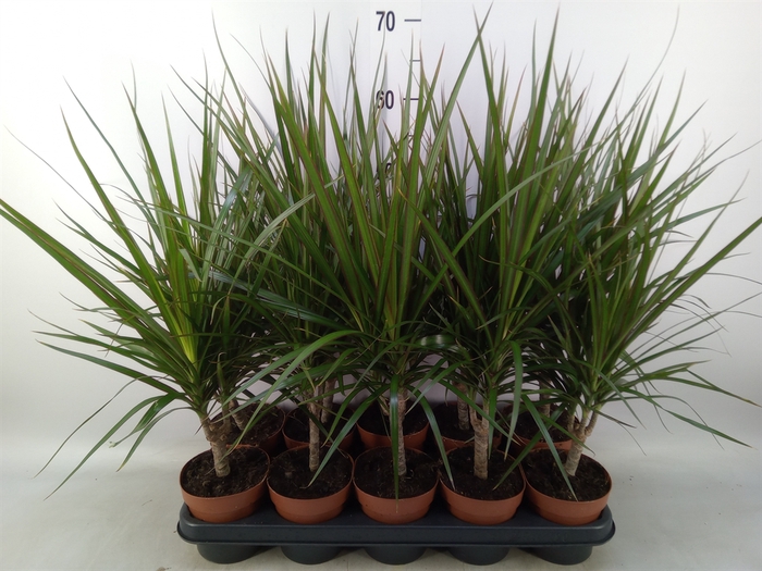 <h4>Dracaena marg.</h4>