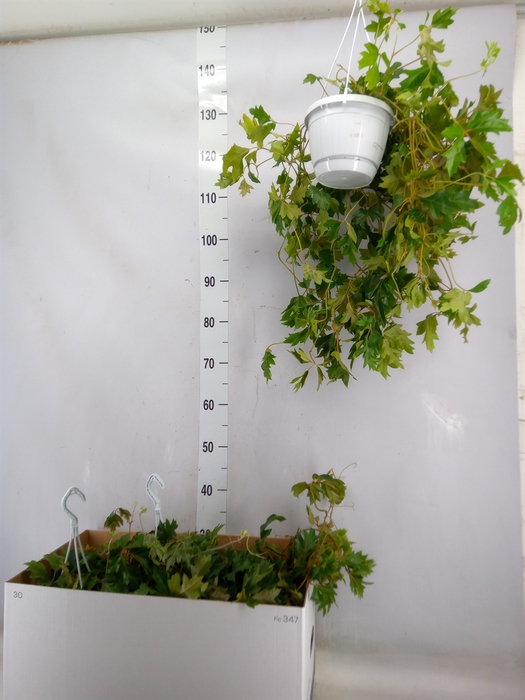 <h4>Cissus rhombifolia 'Ellen Danica'</h4>