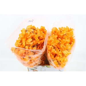 Lathyr Odor Colored Orange