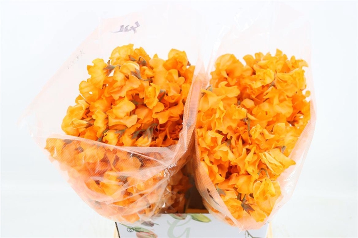 <h4>Lathyr Odor Colored Orange</h4>