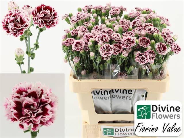 <h4>DI FIORINO VALUE</h4>