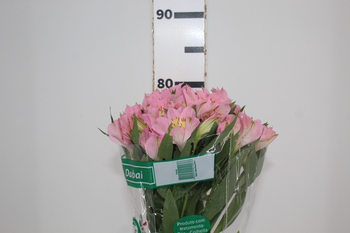 <h4>ALSTROEMERIA DUBAI 080 CM</h4>