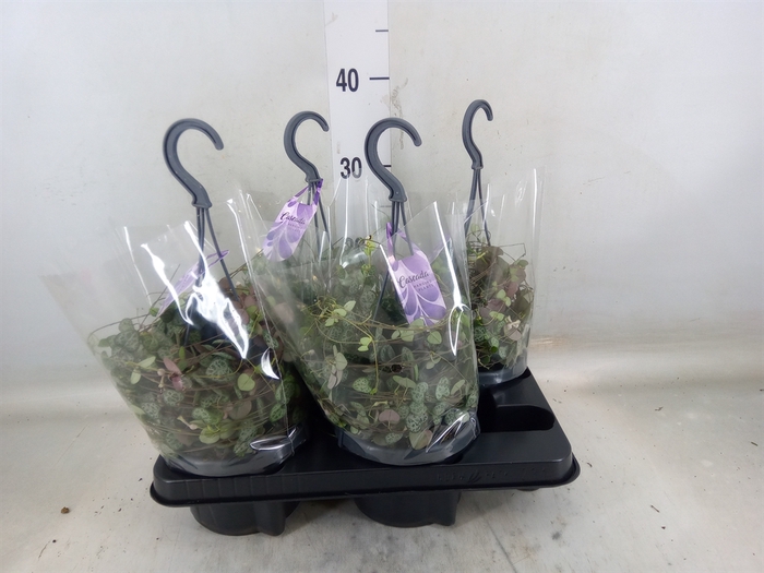 <h4>Ceropegia woodii 'Variegata'</h4>