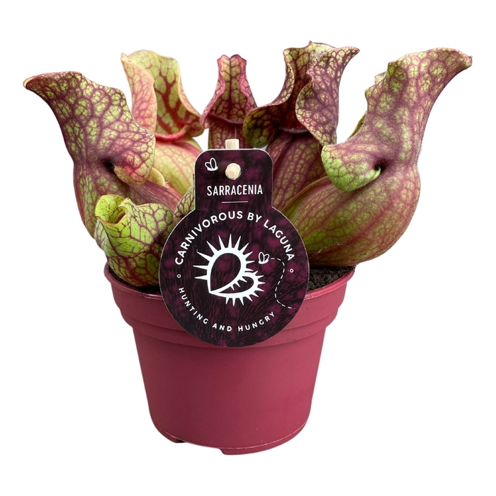 <h4>Sarracenia</h4>