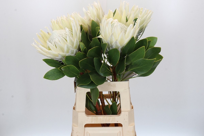 <h4>Protea Cyn. Ayoba Arctic Ice</h4>