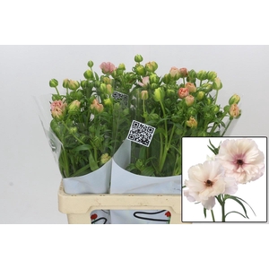 RAN BUTTERFL ARIADNE