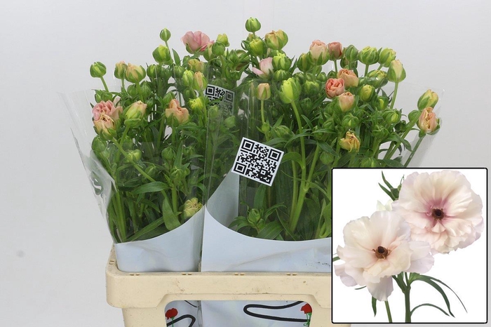 <h4>RAN BUTTERFL ARIADNE</h4>