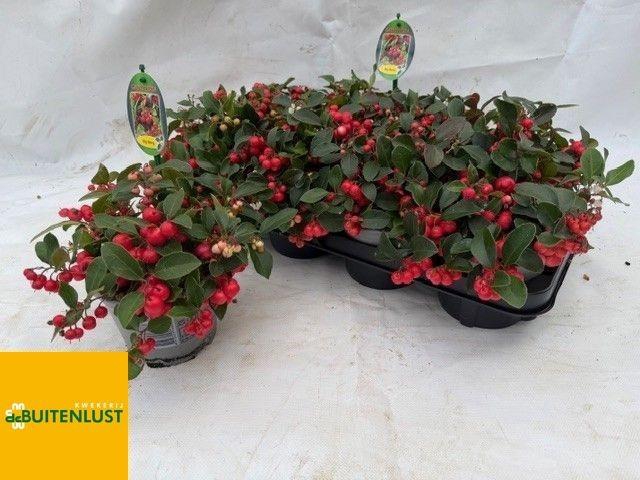 <h4>GAULTH PR BIG BERRY</h4>
