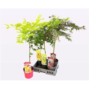 Acer Palmatum Stam