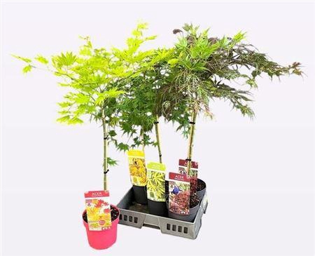<h4>Acer Palmatum Stam</h4>