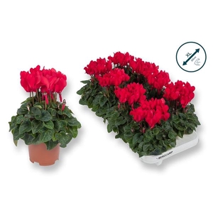 Cyclamen persicum kleinbloemig Super Serie Compact