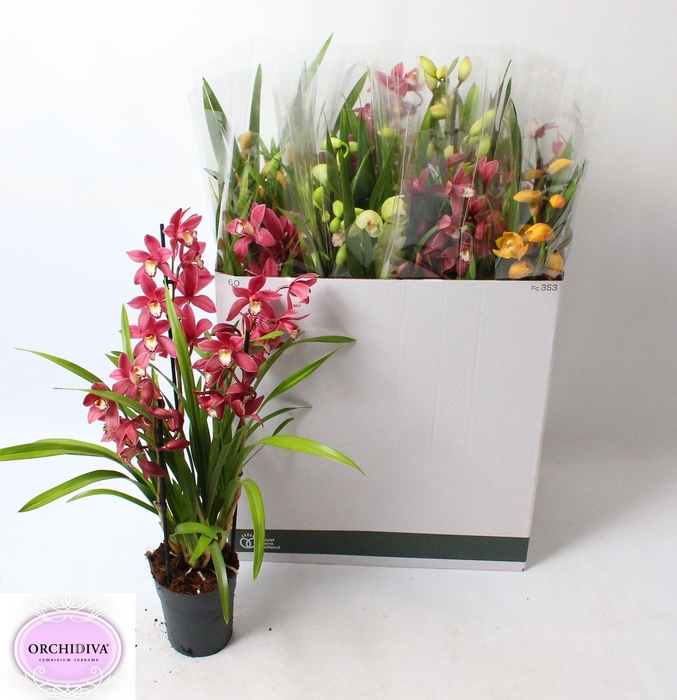 <h4>CYMB GEMENGD</h4>