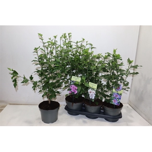 Hibiscus Syriacus Mixtray