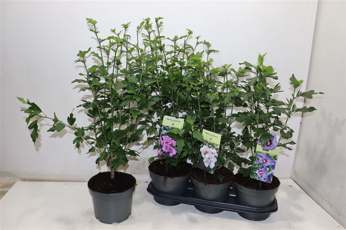 <h4>Hibiscus Syriacus Mixtray</h4>
