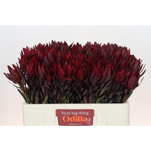 Leucadendron Saf Sunset Dark R.