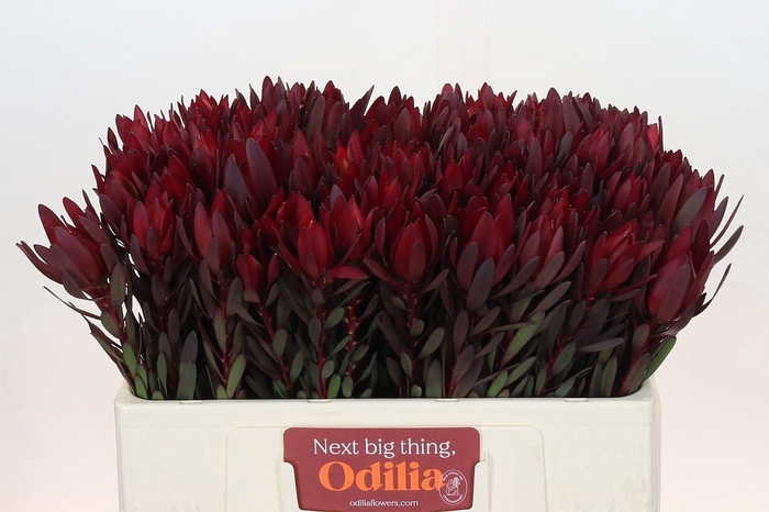 <h4>Leucadendron Saf Sunset Dark R.</h4>