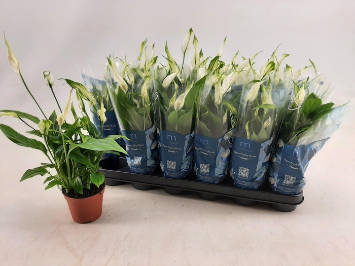 <h4>SPATH CHOPIN</h4>