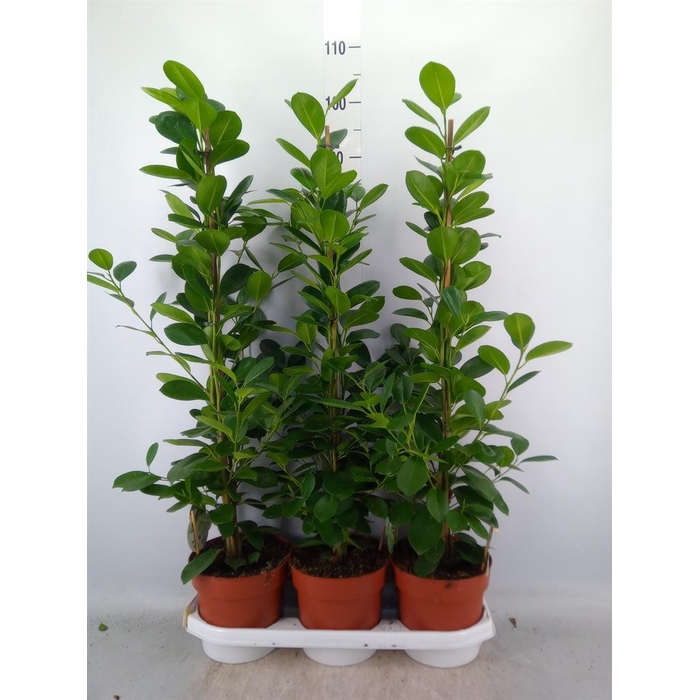 <h4>Ficus microcarpa 'Moclame'</h4>