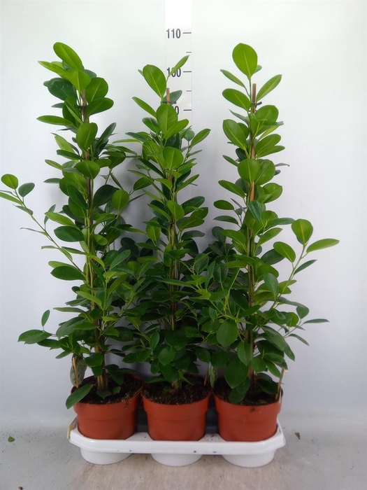 Ficus microcarpa 'Moclame'