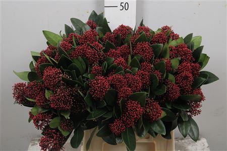 <h4>Skim J Rubella Bs</h4>