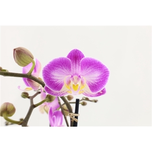 Flower Symphony | Sunca Pula | Phalaenopsis 3 spike