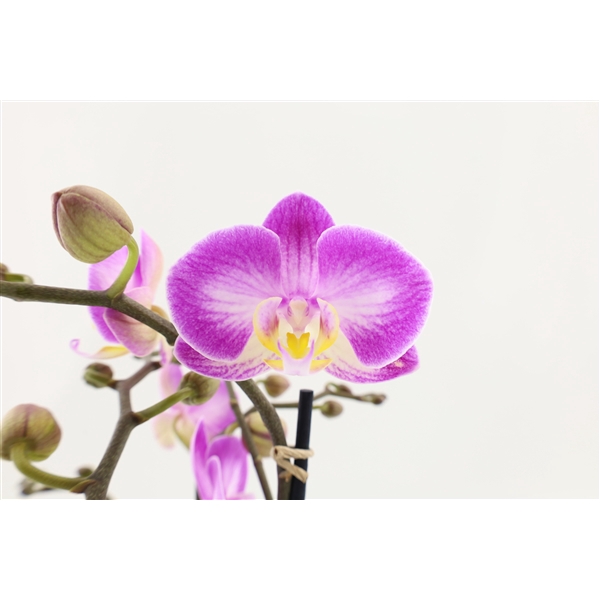 <h4>Flower Symphony | Sunca Pula | Phalaenopsis 3 spike</h4>