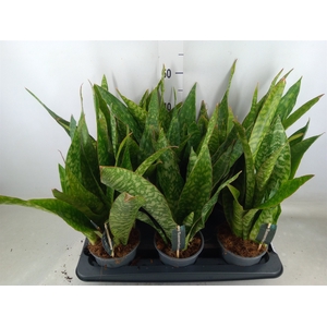 Sansevieria trifa.   ...