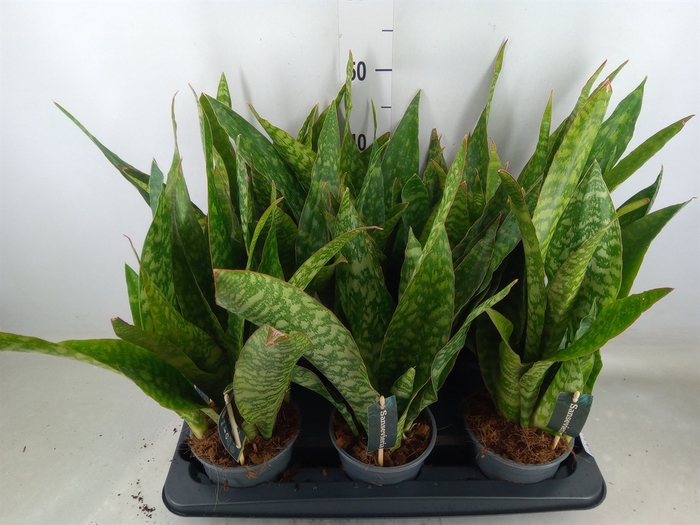 <h4>Sansevieria trifa.   ...</h4>