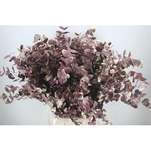 Euca Cinerea Antique Lila 200gr P Bunch