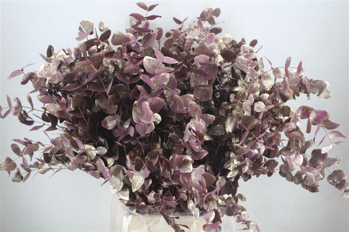 <h4>Euca Cinerea Antique Lila 200gr P Bunch</h4>
