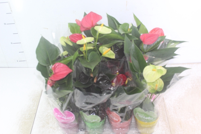 <h4>ANTHURIUM VARIADO P09</h4>