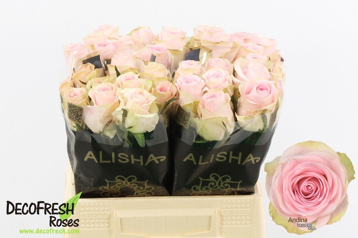 <h4>RS GR ANDINA+</h4>