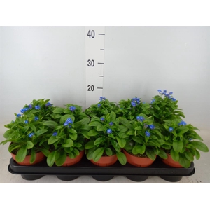 Myosotis sylv. 'Laura deep Blue'