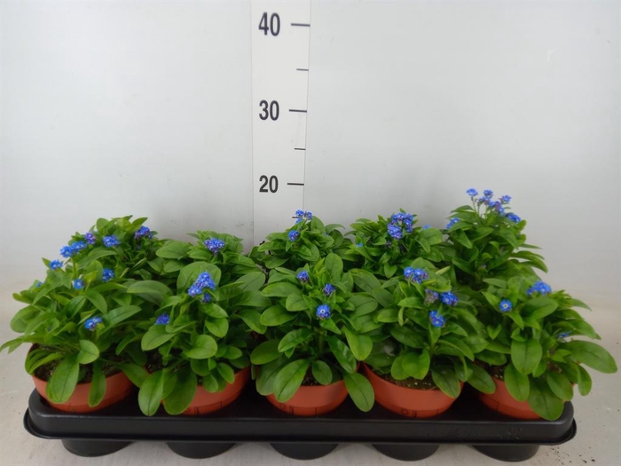 <h4>Myosotis sylv. 'Laura deep Blue'</h4>