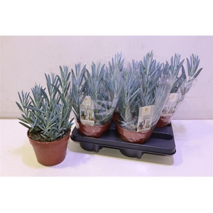 Curio Fic Mt Everest