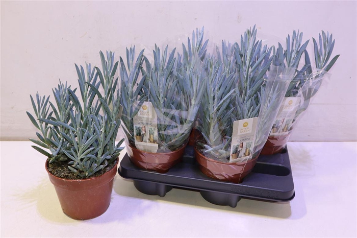 <h4>Curio Fic Mt Everest</h4>