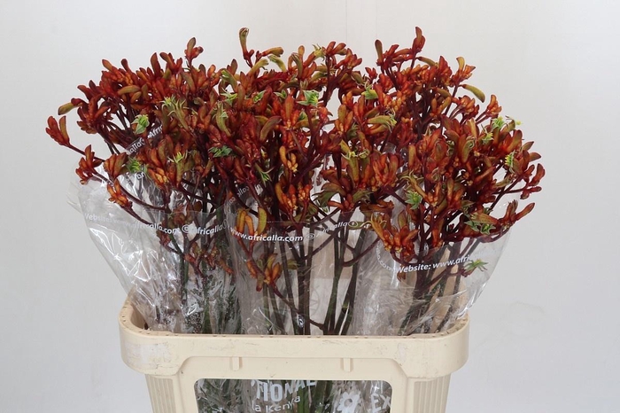 <h4>ANIGOZ EARLY SPRING</h4>