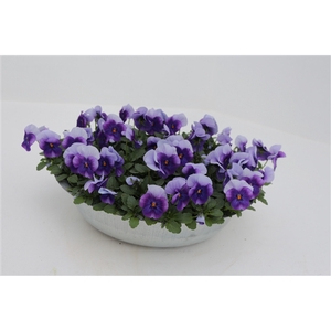 Viola cornuta zink 33 beacon