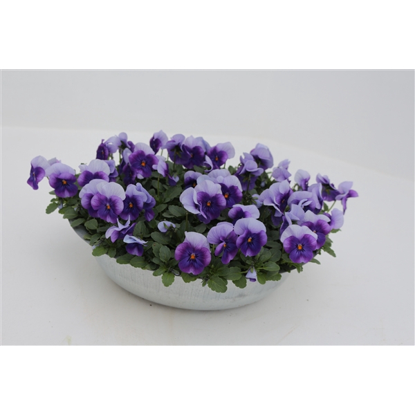 <h4>Viola cornuta zink 33 beacon</h4>