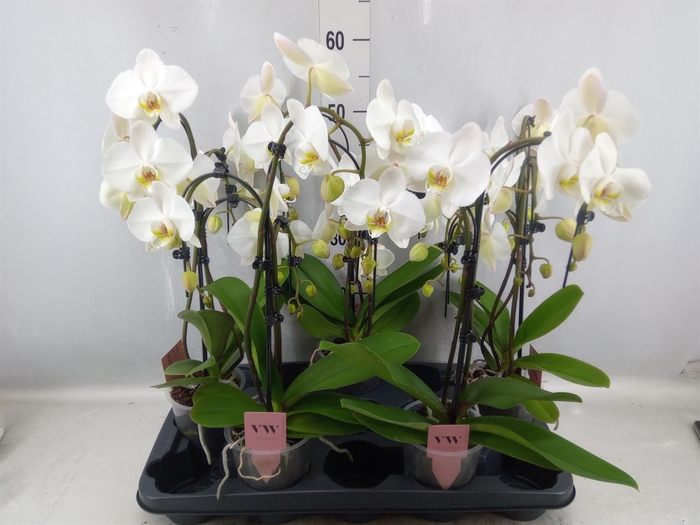 <h4>Phalaenopsis  'Ant Leeds'</h4>