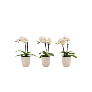 Hugo White Tiny Dolls Wit 2T12+ Aqu@