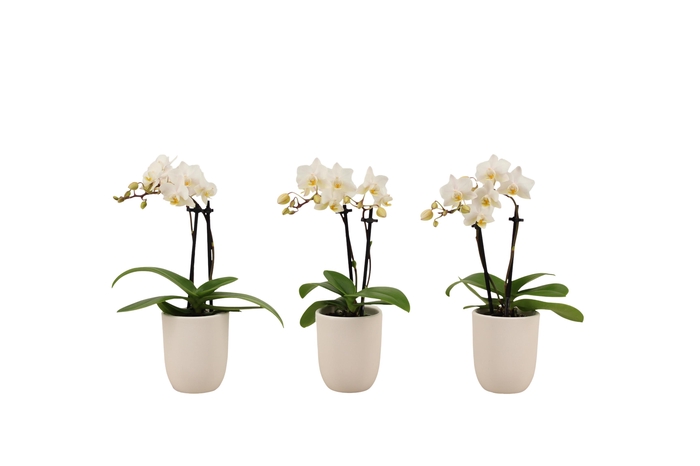 <h4>Hugo White Tiny Dolls Wit 2T12+ Aqu@</h4>