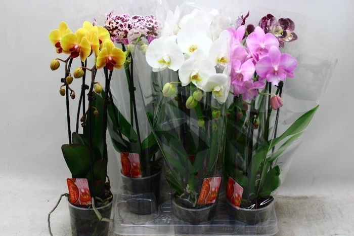 <h4>PHAL EL CASCADE</h4>