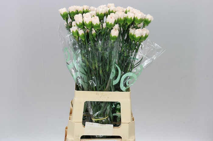 <h4>Di St Brut BD</h4>