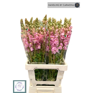 ANTIR POTO EARL PINK