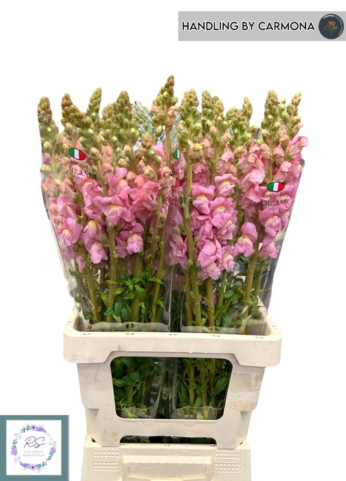 <h4>ANTIR POTO EARL PINK</h4>