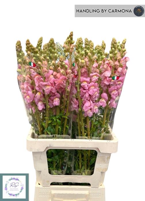 <h4>Antir Poto Earl Pink</h4>