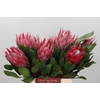 Protea Cyn. Claire