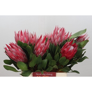 Protea Cyn. Claire