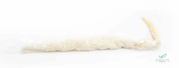 DRIED FLOWERS - AMARANTHUS PREPARED BLEACHED